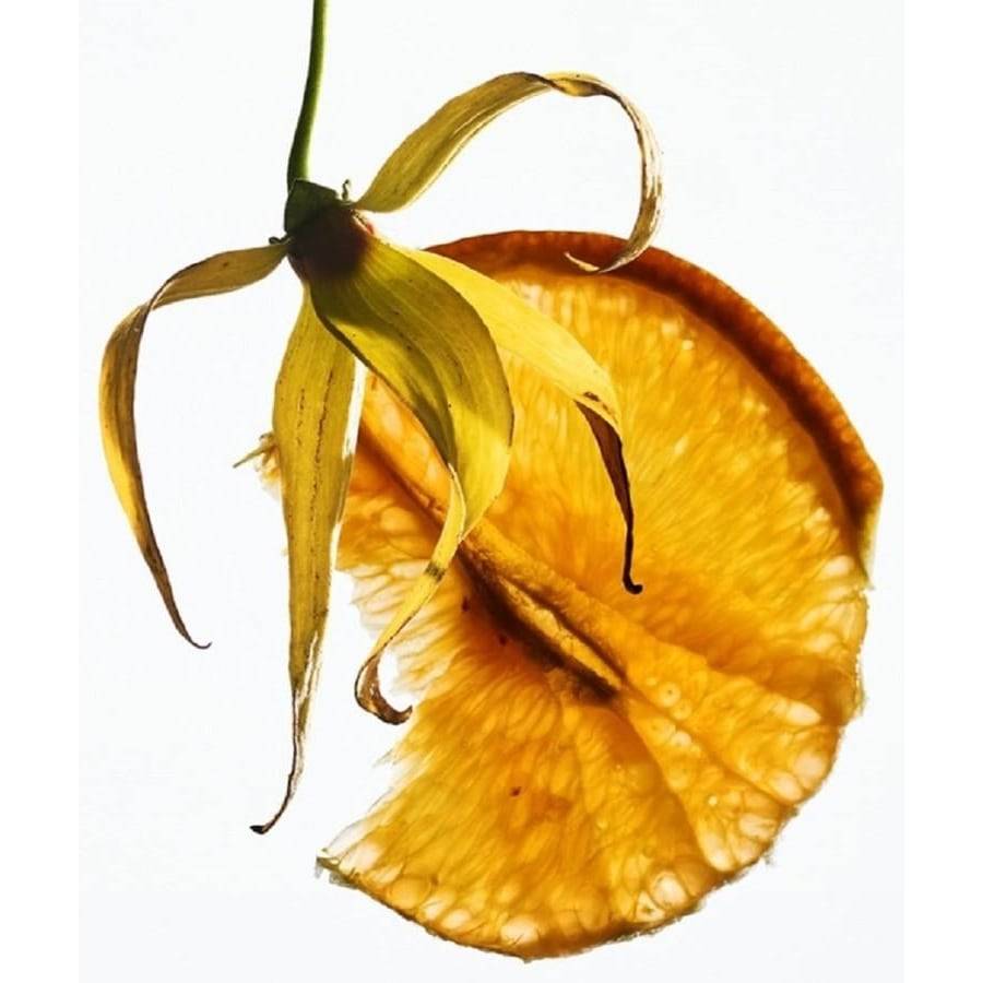 Bvlgari Omnia