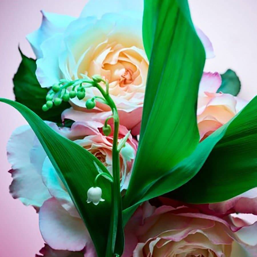 Bvlgari Rose Goldea