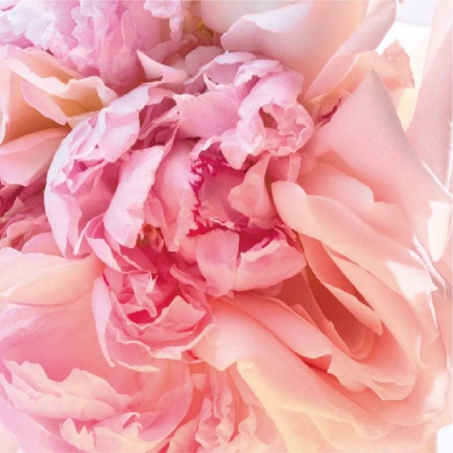 Bvlgari Rose Goldea