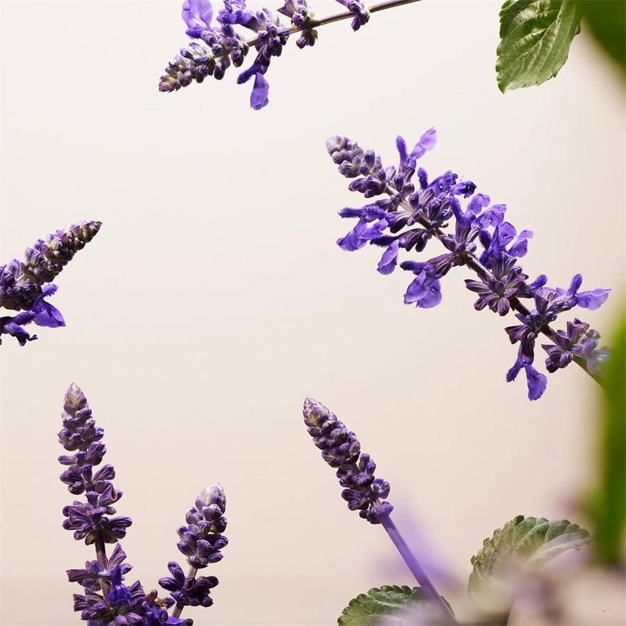 RITUALS The Ritual Of Namaste