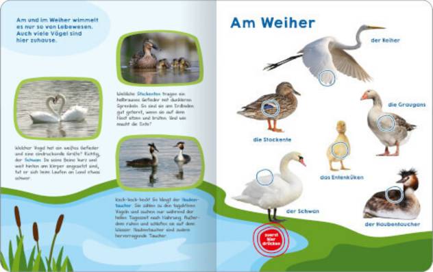 Carlsen Mein Gr. Buch Vogelstimmen