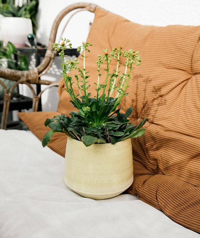 Kauf Dich Glücklich 2HAVE Pot Als (13x16) Blumentopf Gelb