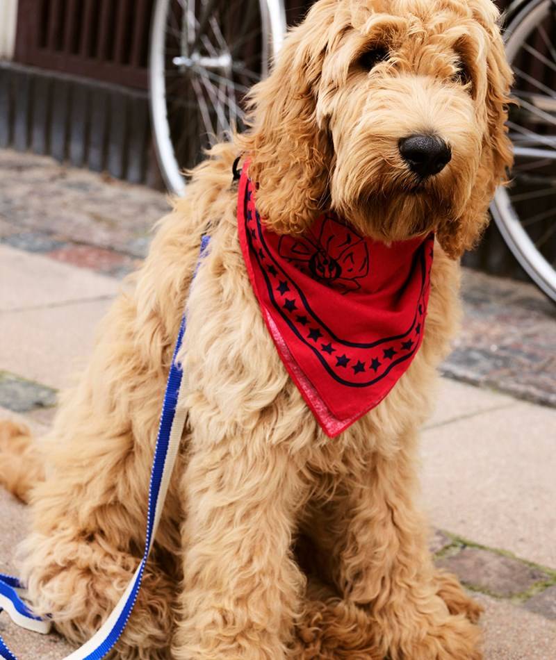 Kauf Dich Glücklich HAY Dog Scarf Hundeaccessoire (55x55) Rot