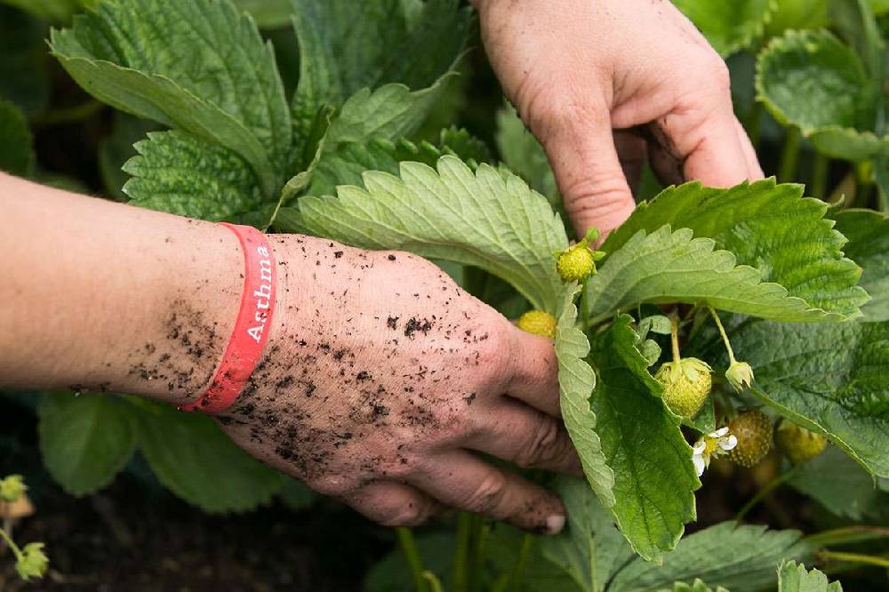 Purenature PureNature Asthma Bracelet For Children & Adults