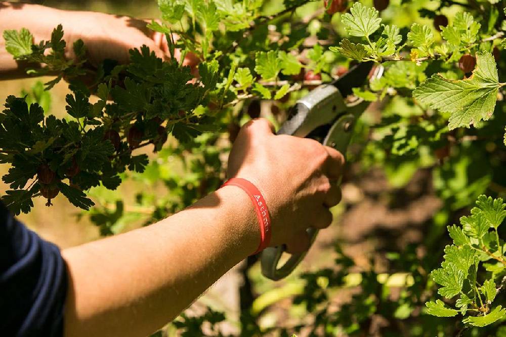 Purenature PureNature Asthma Bracelet For Children & Adults