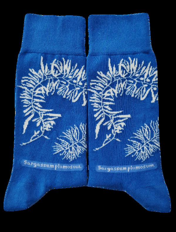 Musearta New York Library - Sargassum Plumosum