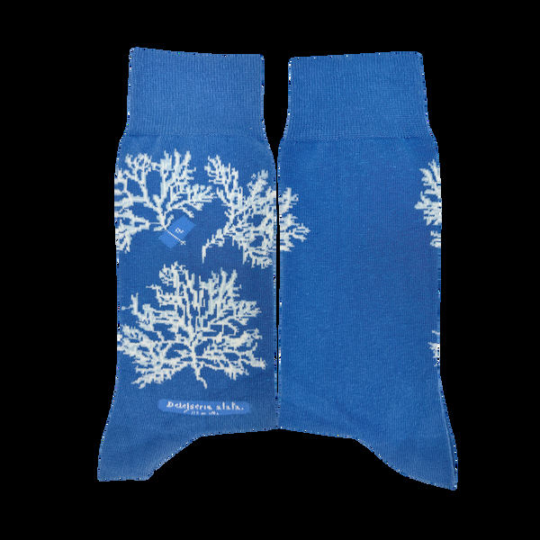 Musearta New York Library - Anna Atkins - Delesseria Alata