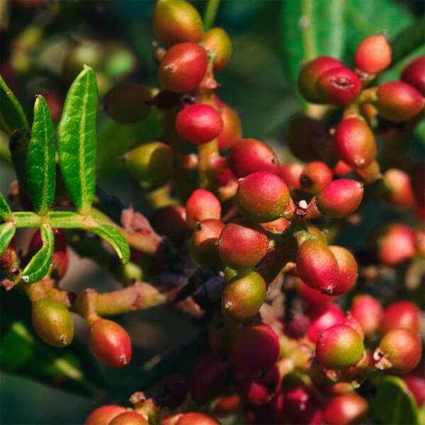 Calvin Klein Eternity Cologne For Him 100ml