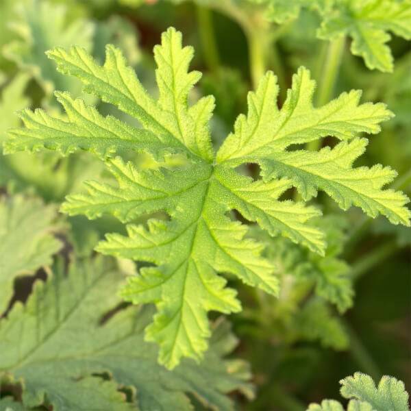 Calvin Klein Eternity Cologne For Him 50ml