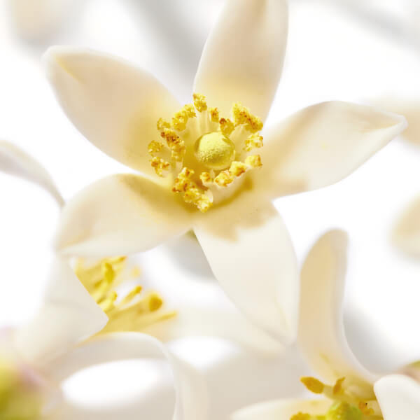 NUXE Huile Prodigieuse Neroli Öl - 100 Ml