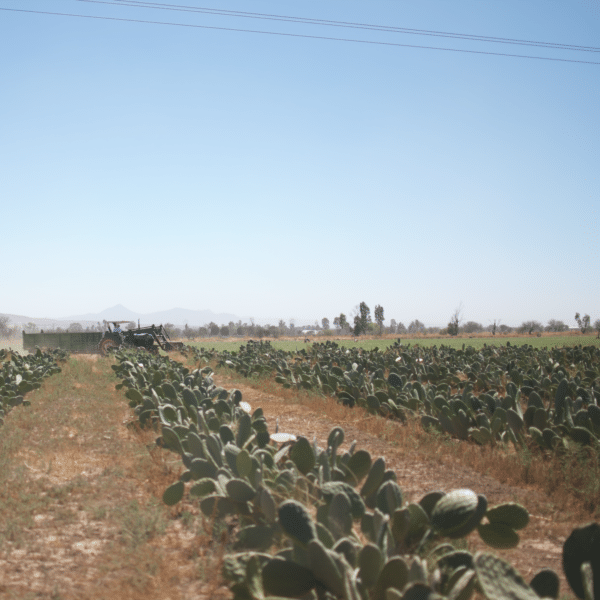 Pololo Sandale Verano Beige Vegan