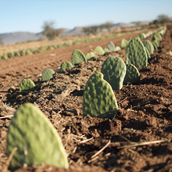 Pololo Sandale Verano Beige Vegan