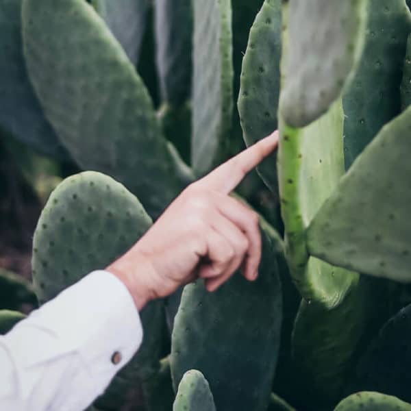 Pololo Veganer Kaktus Sneaker Grün