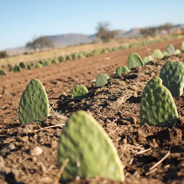 Pololo Veganer Kaktus Sneaker Grün Maxi 24-34