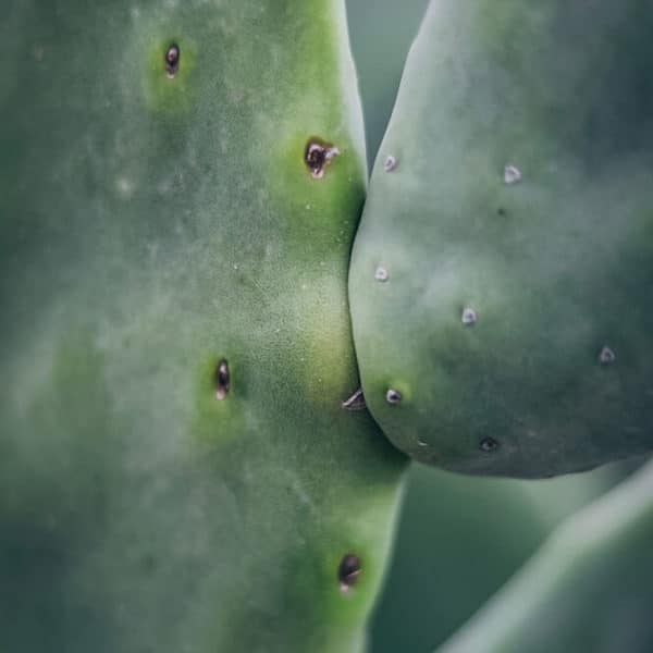 Pololo Veganer Kaktus Sneaker Schwarz