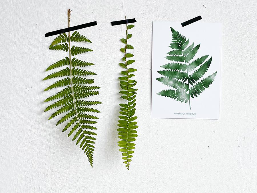 Renna Deluxe Farn Auf Postkarte