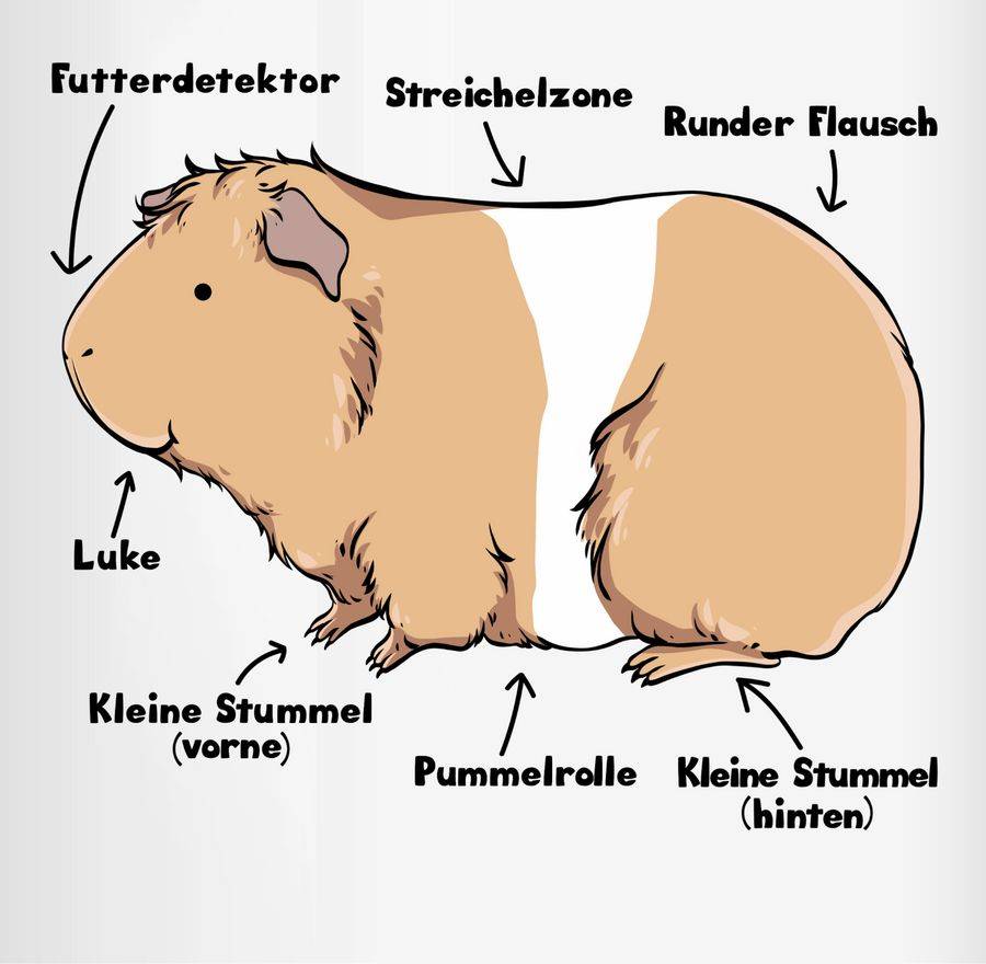 Shirtracer Meerschwein Anatomie: Tshirt Turnbeutel Shirtracer