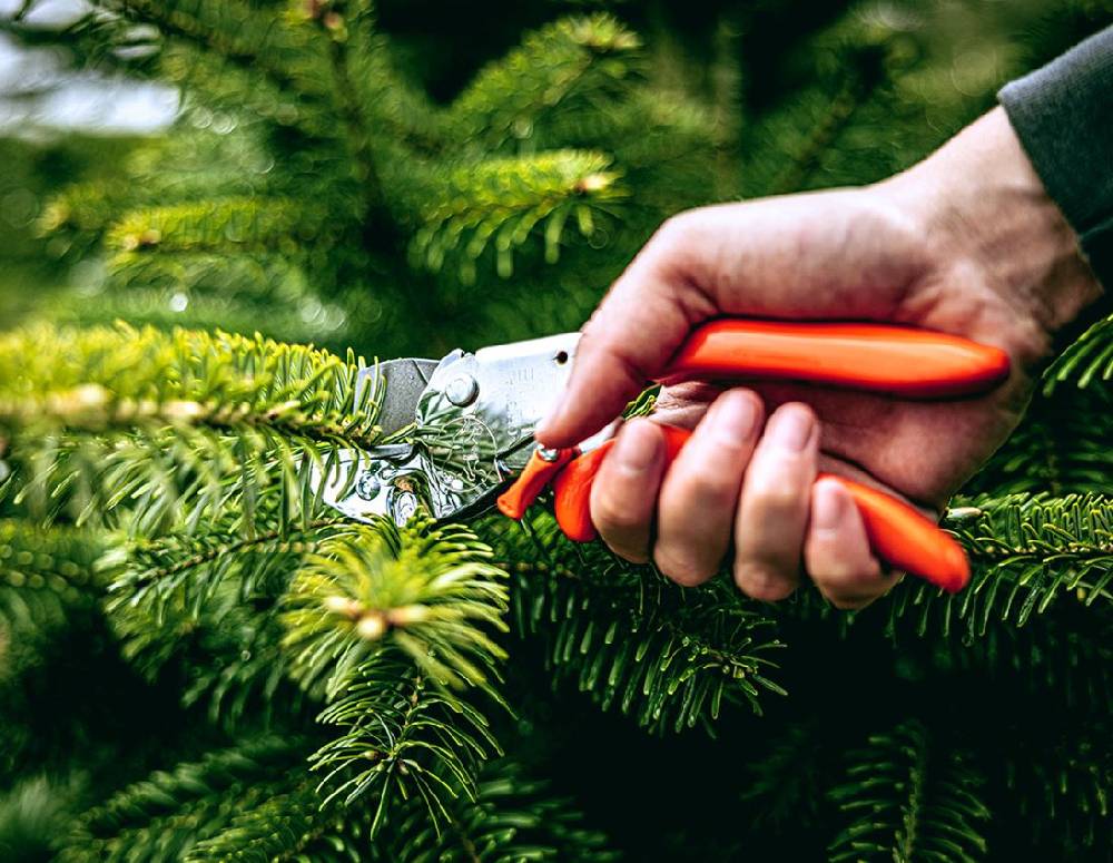 Strauss Amboss-Schere Löwe 1, ergonomisch