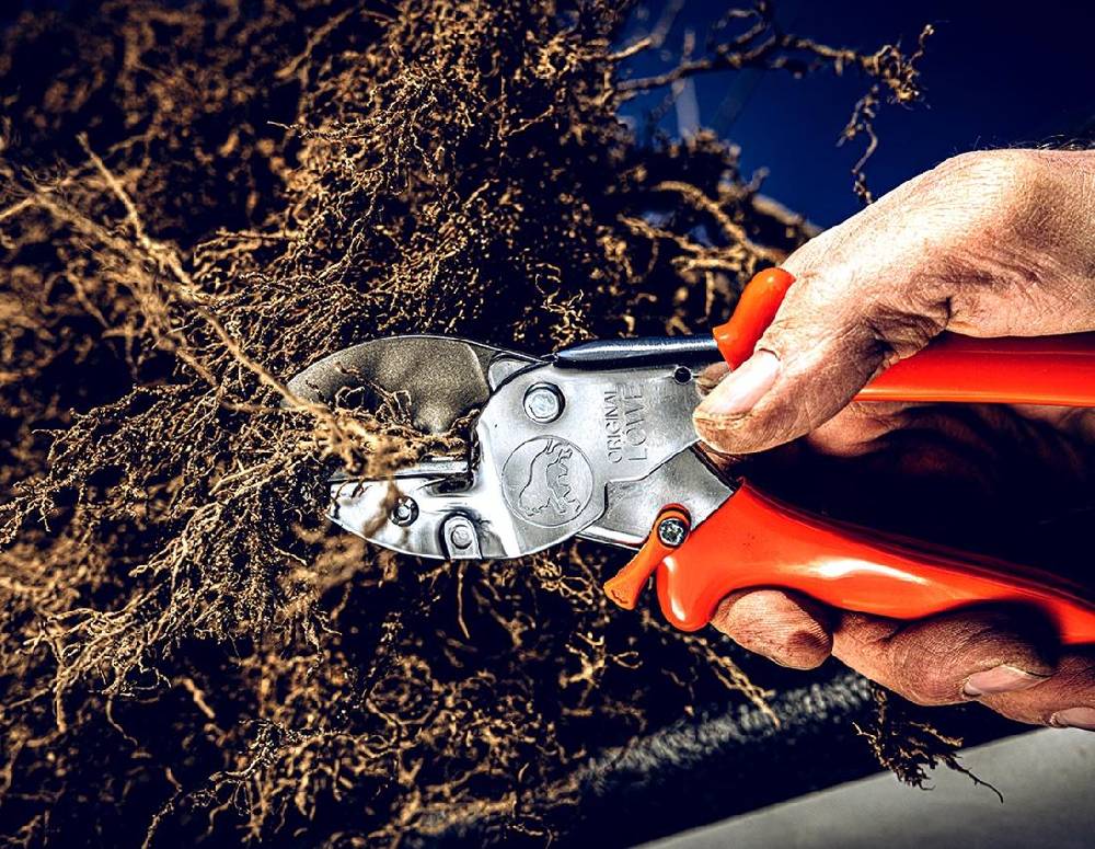 Strauss Amboss-Schere Löwe 1