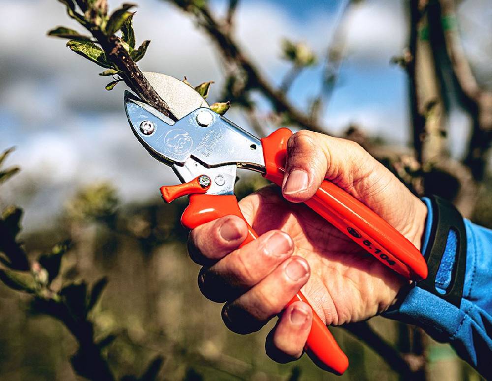 Strauss Amboss-Schere Löwe 5, Klein