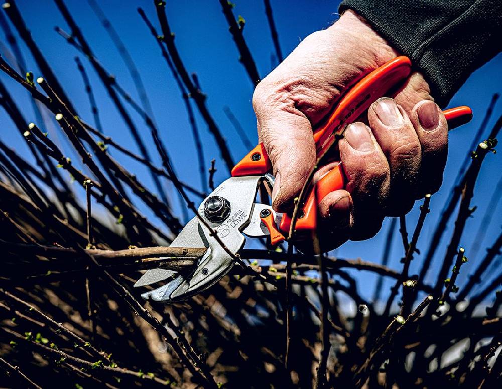 Strauss Amboss-Schere Löwe 8