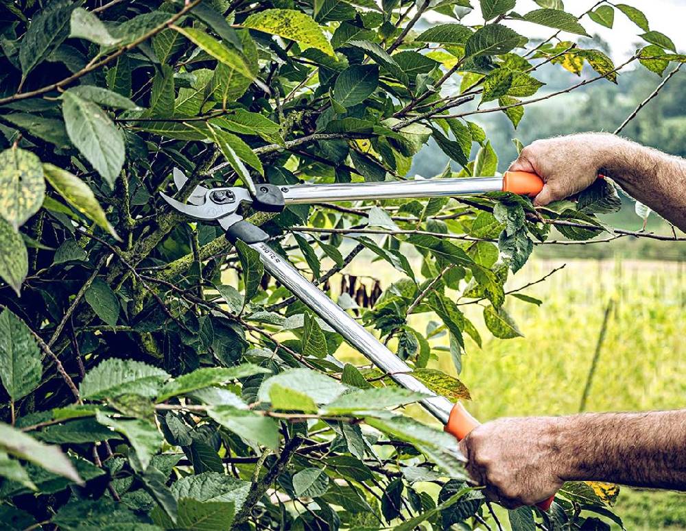 Strauss Bypass-Astschere Löwe 21