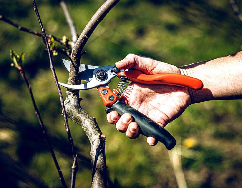 Strauss Bypass-Schere Löwe 11, mit Rollgriff