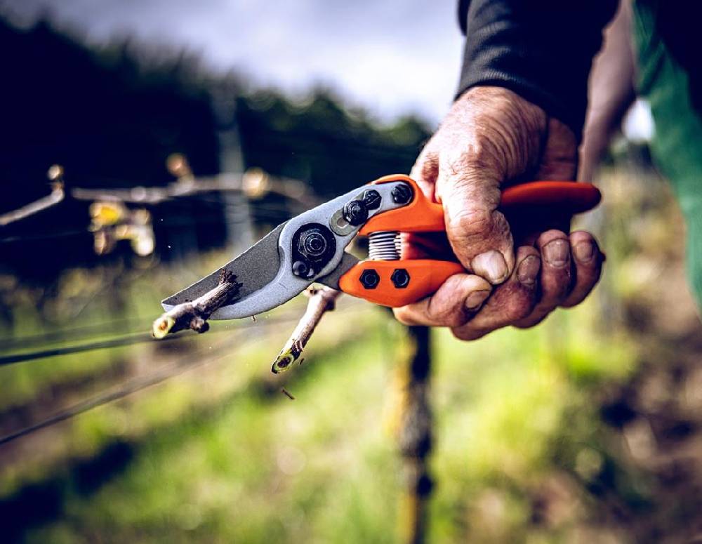 Strauss Bypass-Schere Löwe 11