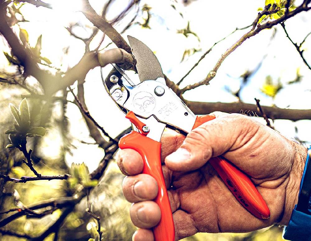 Strauss Löwe Ersatzklingen