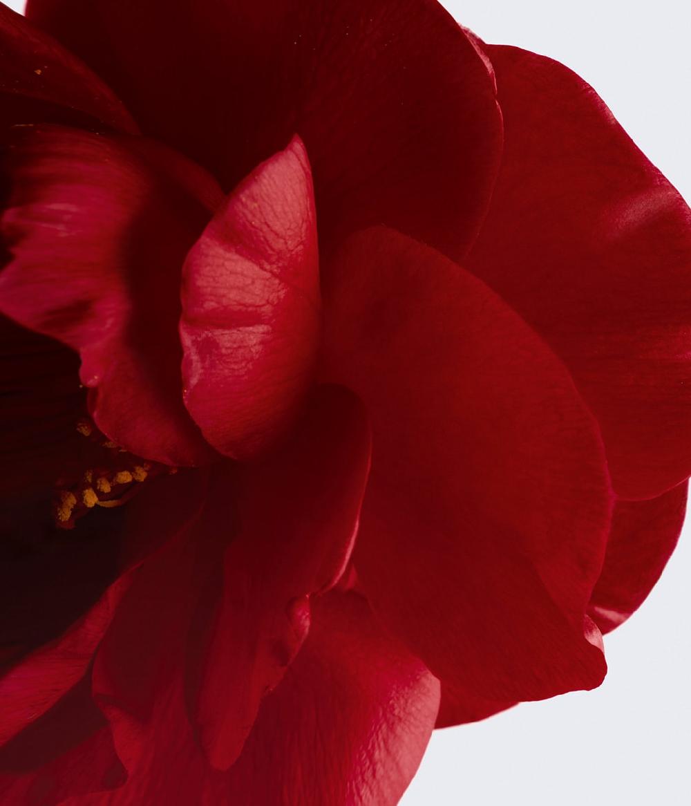 CHANEL N°1 DE CHANEL BALSAM FÜR LIPPEN UND WANGEN