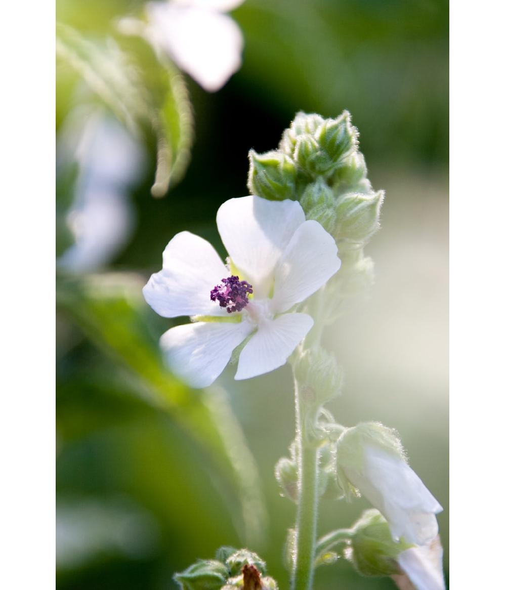 Dr. Hauschka Handpflege Hydrating