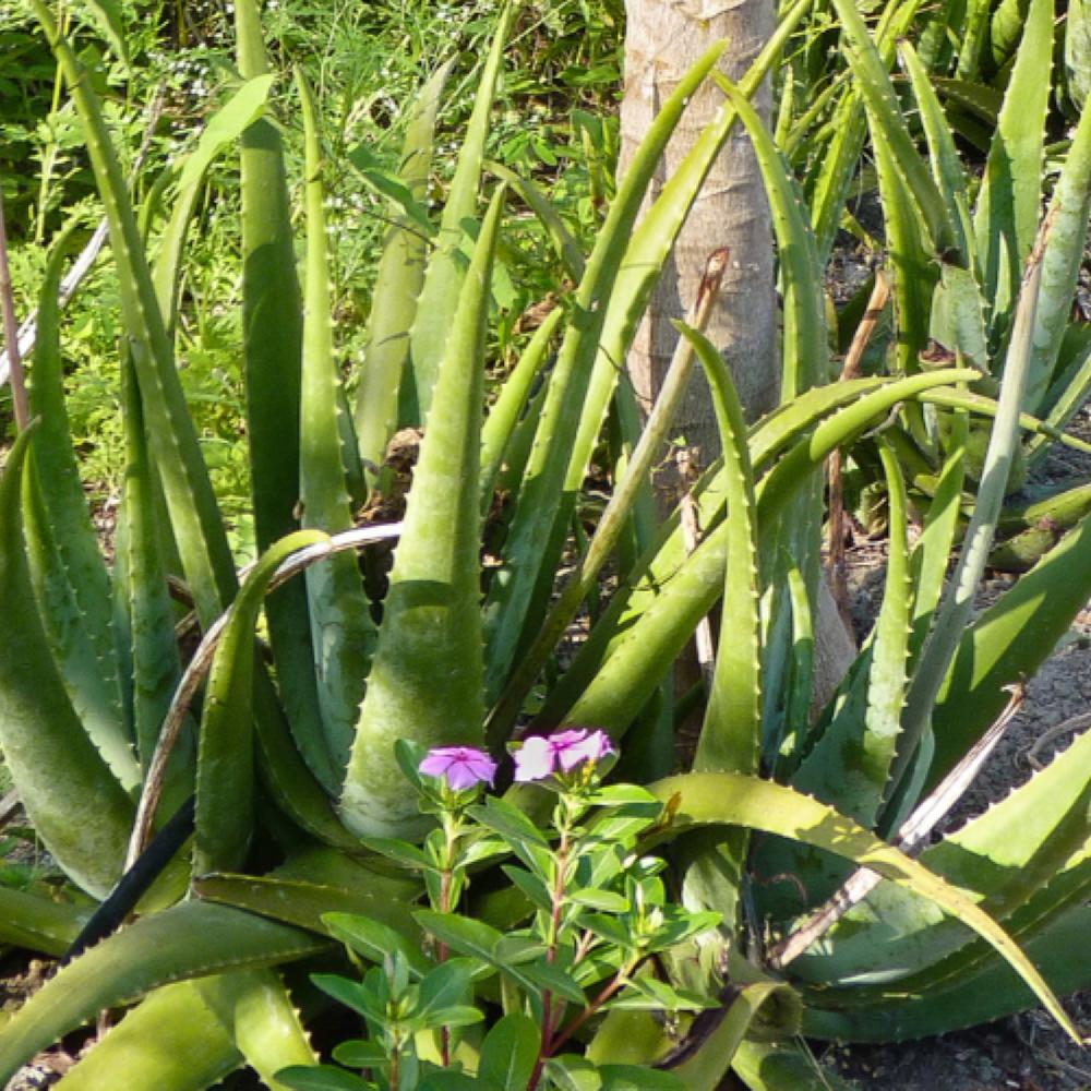 Pharmos Natur Aloe Vera BioUrsaft