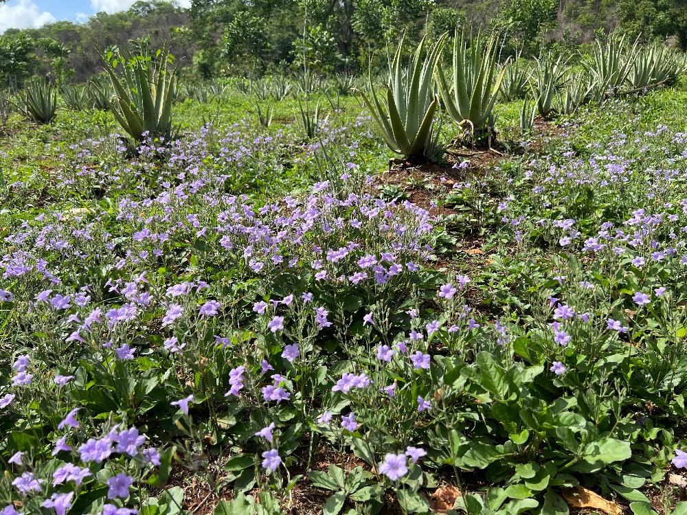 Pharmos Natur Aloe Vera BioUrsaft Kurpackung