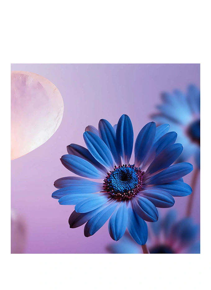 RITUALS RITUALS THE DREAM COLLECTIONDuftkerze