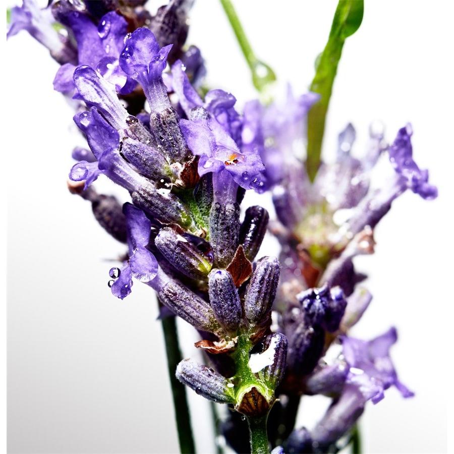 Cool Water Eau De Toilette Spray Von Davidoff