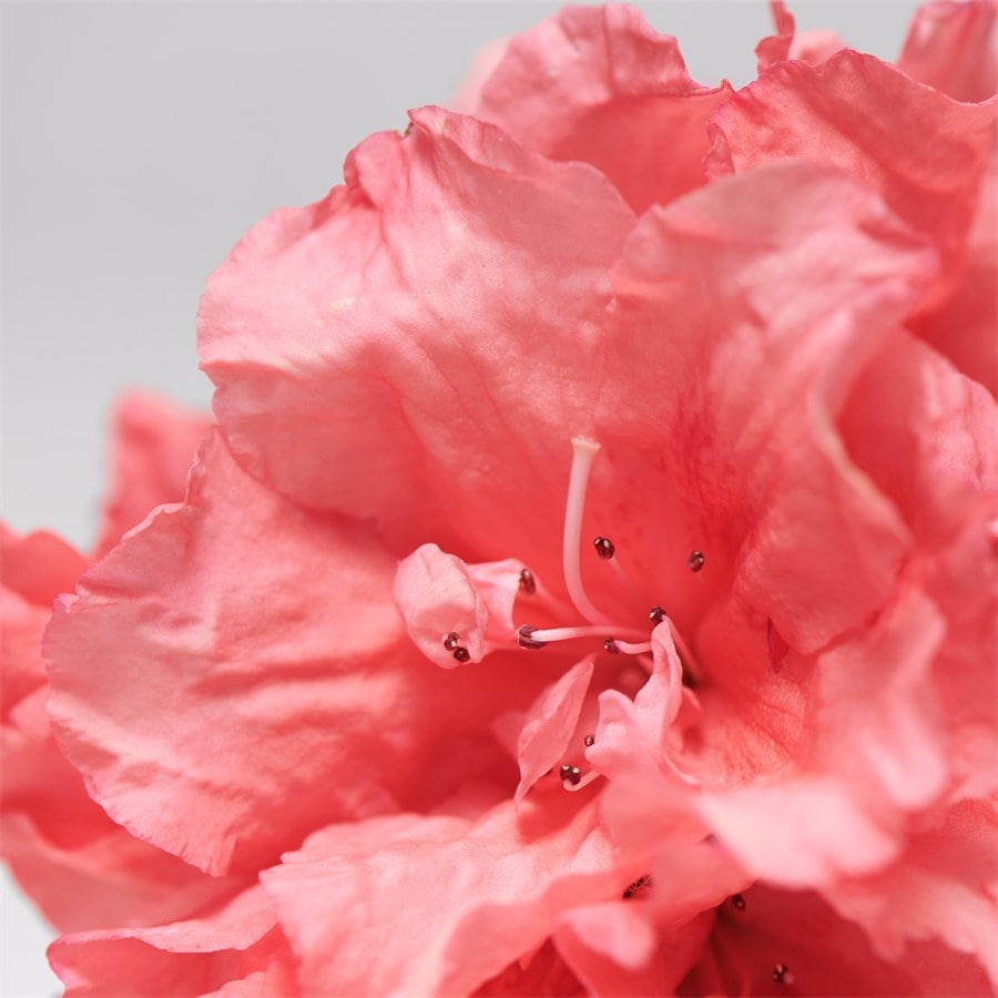 Skinovage Vitalizing Eye Cream Von BABOR