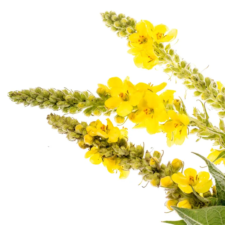 Shopapotheke CONTRALLERGIA HEVERT® Heuschnupfentropfen