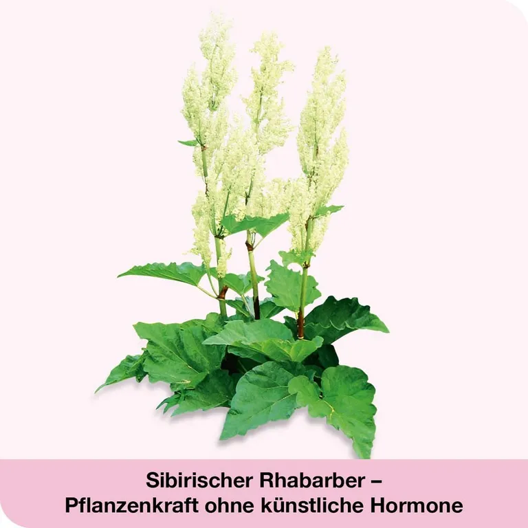 Shopapotheke FemiLoges Bei Wechseljahresbeschwerden