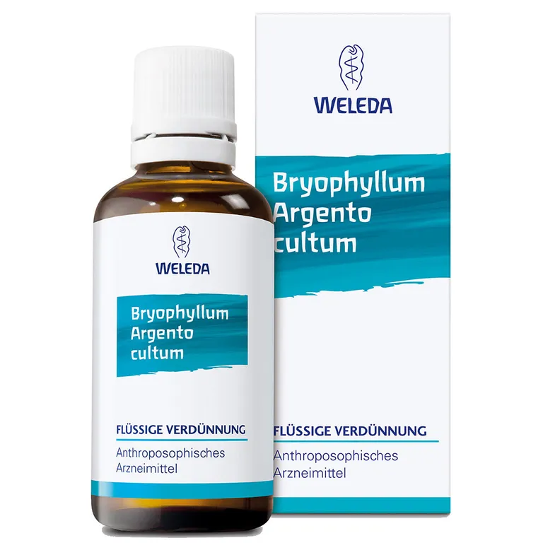 shopapotheke Bryophyllum Argento cultum D3