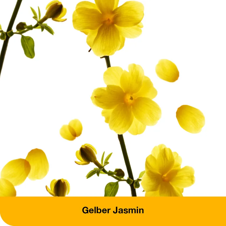 Shopapotheke DystoLoges® Tabletten