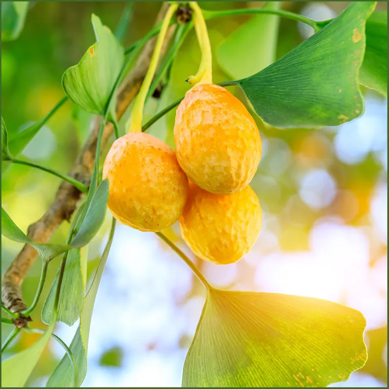 Shopapotheke Fermentura® Ginkgo Duo