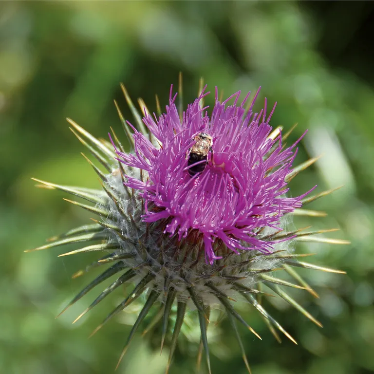 Shopapotheke Hepar Hevert Lebertropfen
