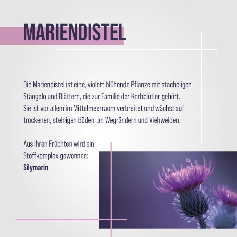 Shopapotheke Sanct Bernhard Mariendistel-Kapseln