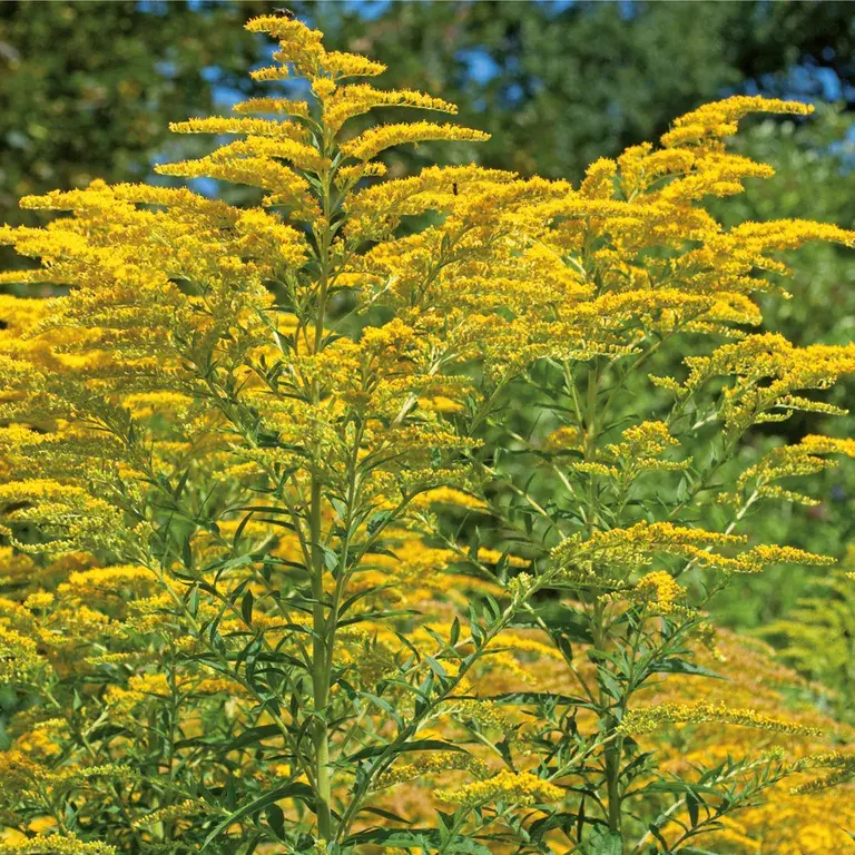 Shopapotheke SOLIDAGO HEVERT® COMPLEX Tropfen