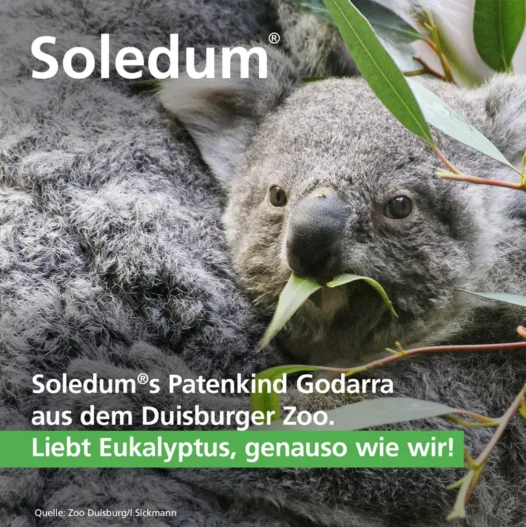 Shopapotheke Soledum® Balsam Bei Erkältungskrankheiten Der Atemwege