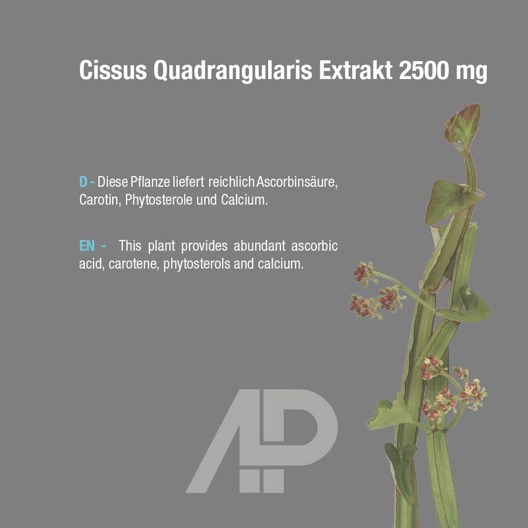 Shopapotheke Vitabay Cissus Quadrangularis Extrakt 2500 Mg