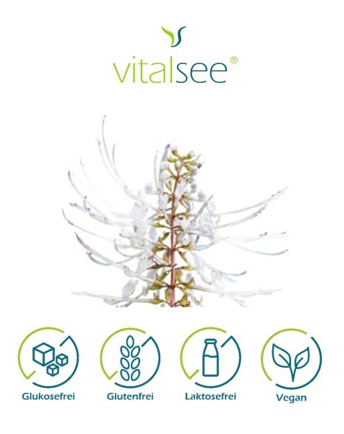 Shopapotheke Vitalsee ORTHOSIPHON Aristatus 300 Extrakt
