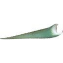 eccoverde TYROS ALOE VERA COMPANY Aloe Vera-Blatt "Barbadensis Miller" Schwankungsbreite: 500-700g