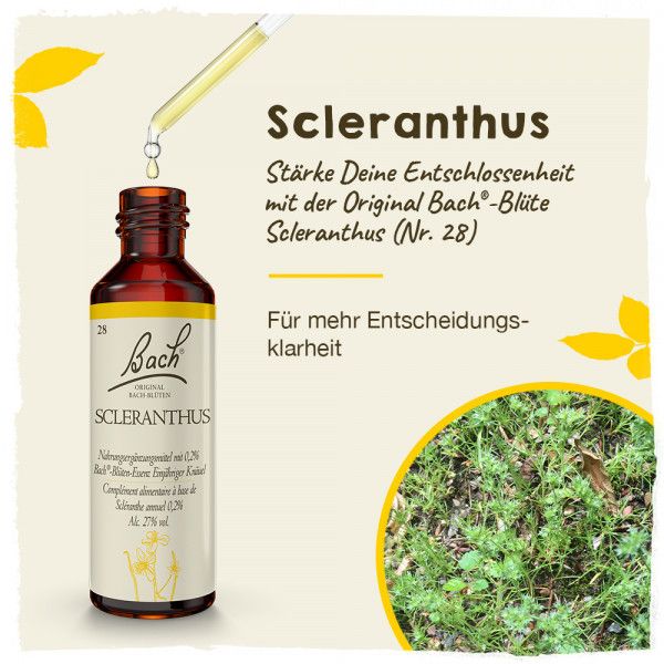 Bodyguardapotheke Original Bachblüten Scleranthus 20ml