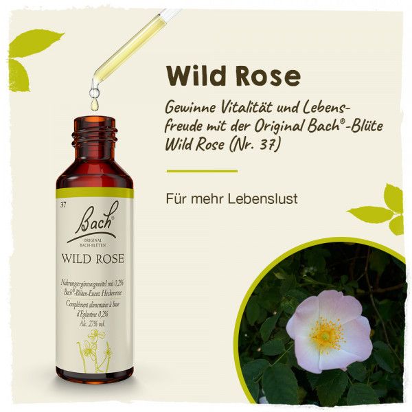 Bodyguardapotheke Original Bachblüten Wild Rose 20ml